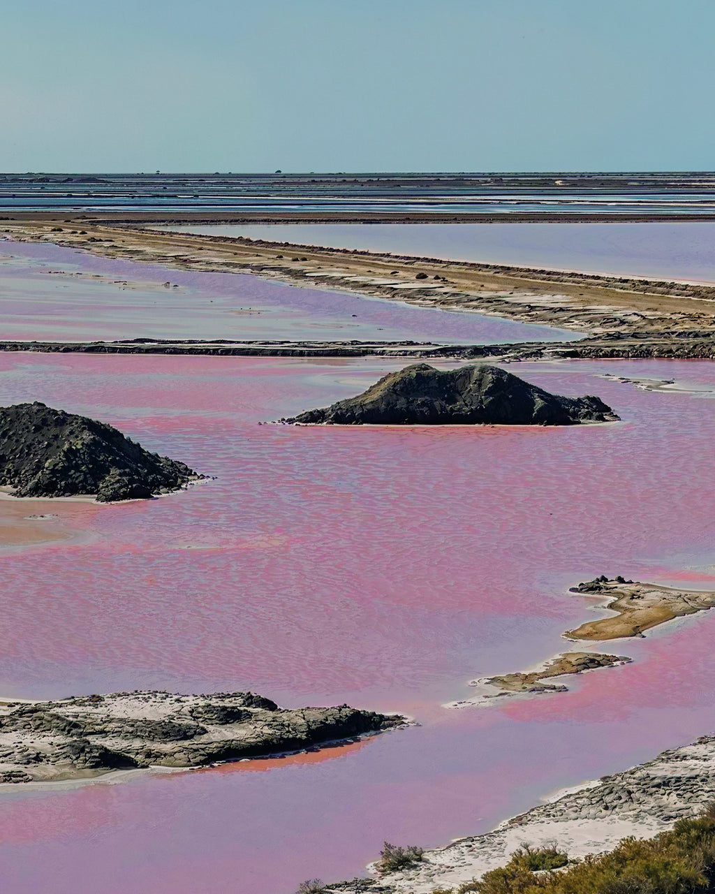Dunaliella salina