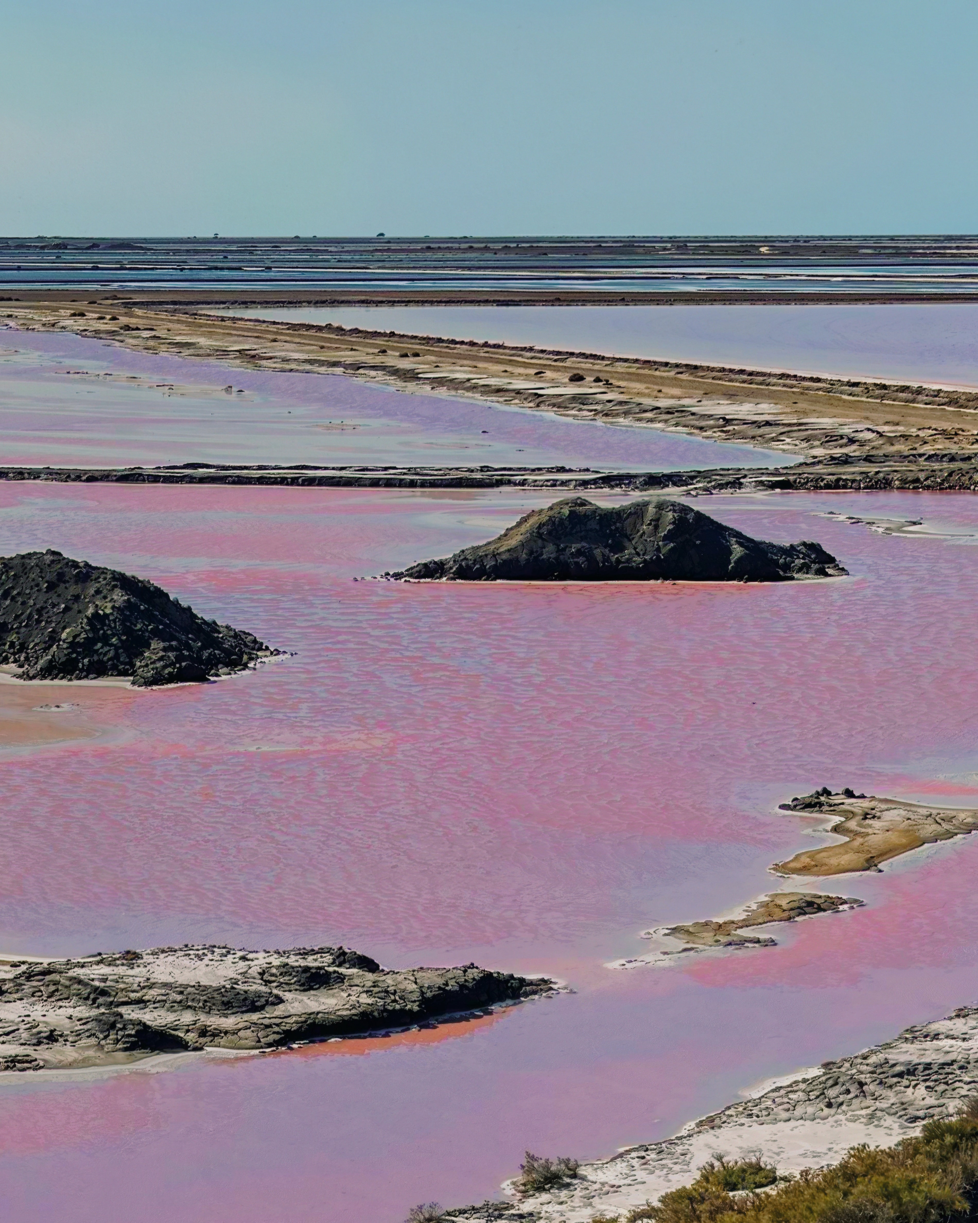 Dunaliella salina